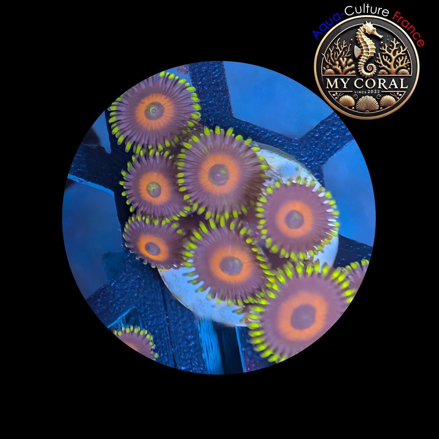 Zoanthus de Culture WYSIWYG - WATERMELON - ZWTM101