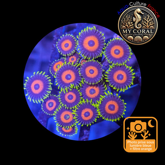Zoanthus de Culture WYSIWYG - WATERMELON - ZWT101