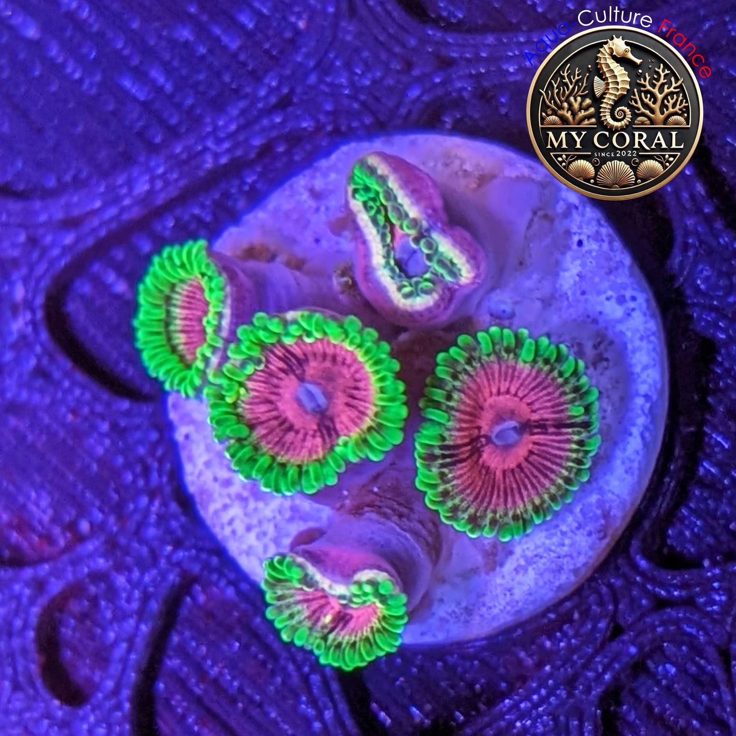 Zoanthus de Culture WYSIWYG - Fake Lime Chili - ZFLC201