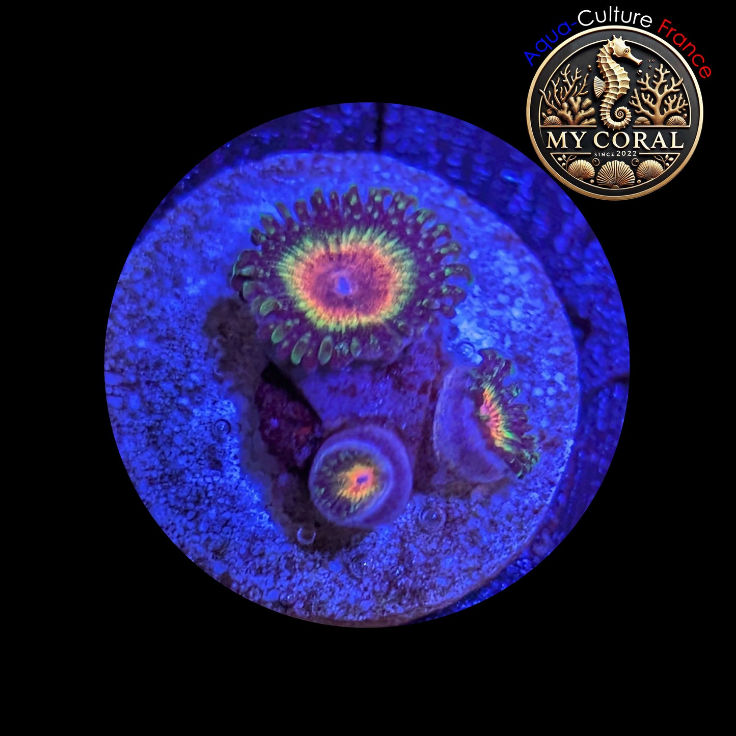 Zoanthus Signature de Culture WYSIWYG - MC RAIMBOW ECLIPSE - ZRE201