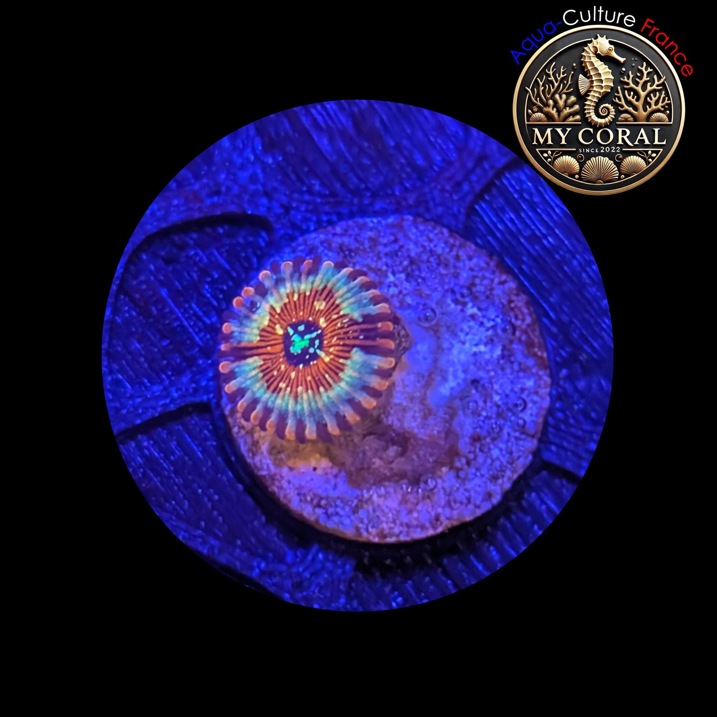 Zoanthus de Culture WYSIWYG - SEDUCTION - ZSD201
