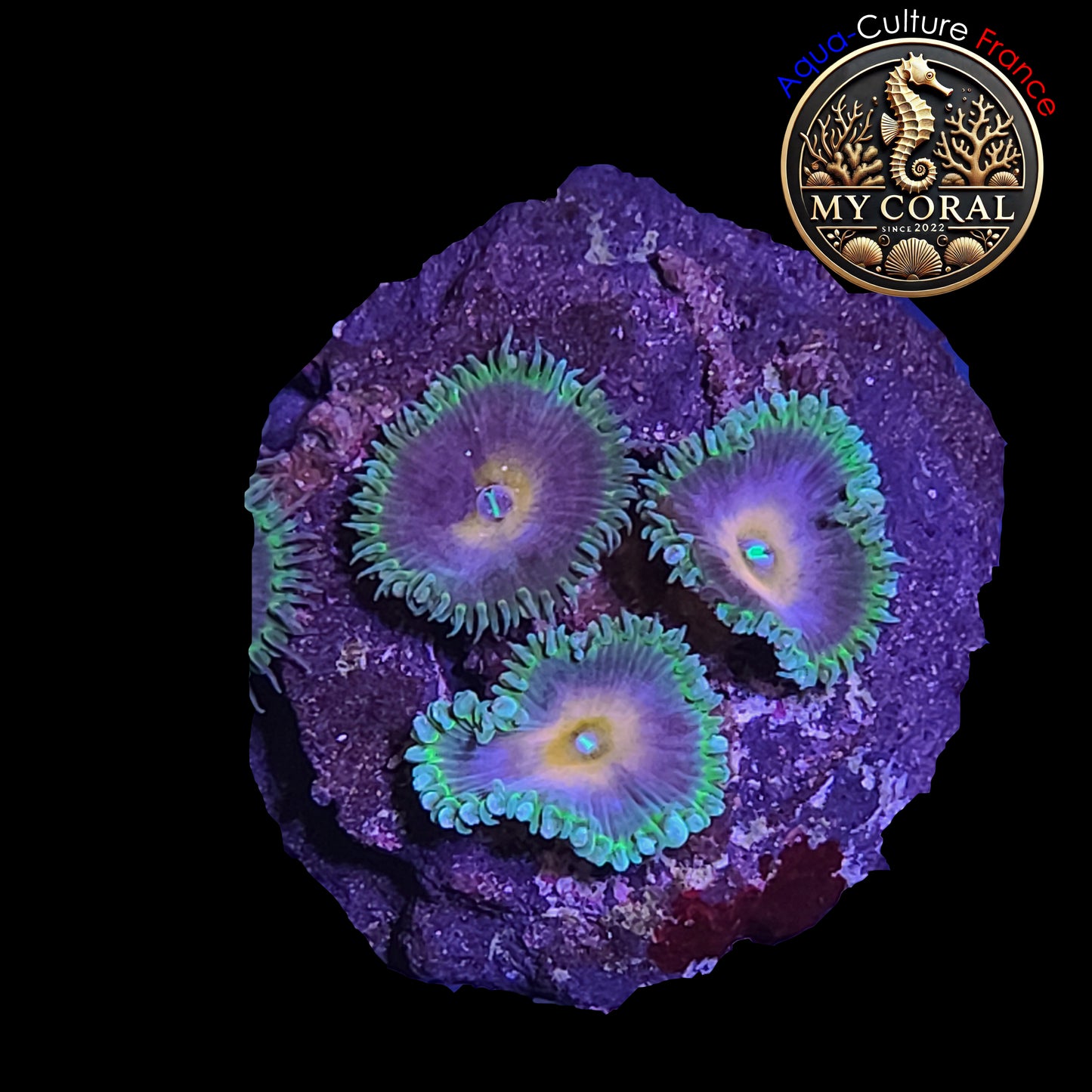 Zoanthus de Culture WYSIWYG - Captain America ZCA010 (Palythoa)