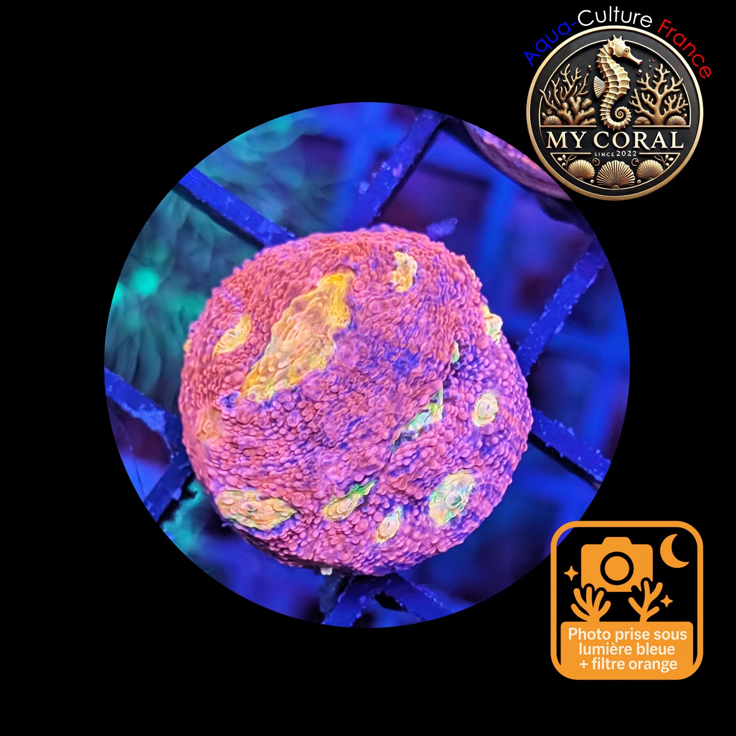 Echinophyllia de Culture WYSIWYG - Pink Yellow Eye- ECPYE101