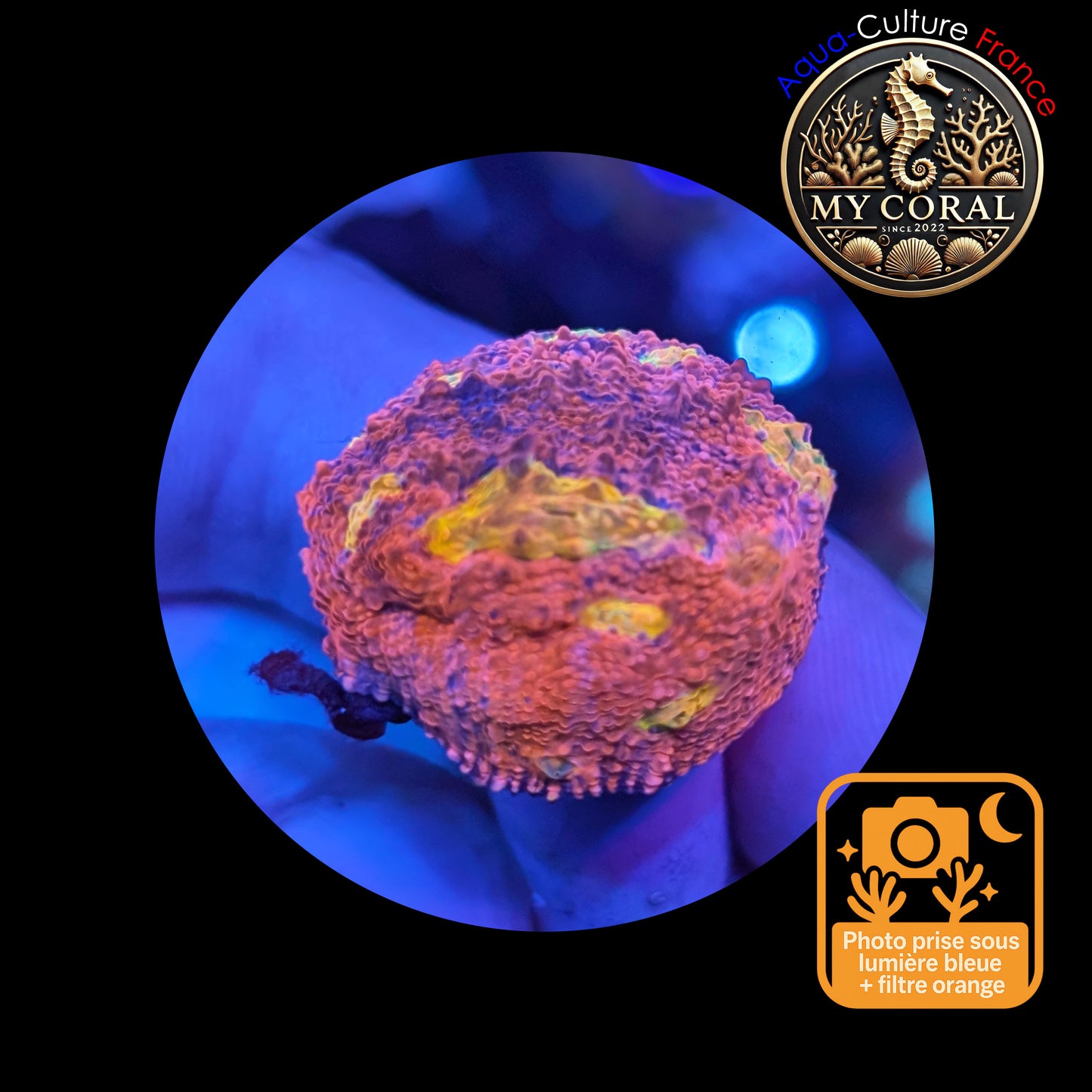 Echinophyllia de Culture WYSIWYG - Pink Yellow Eye- ECPYE101
