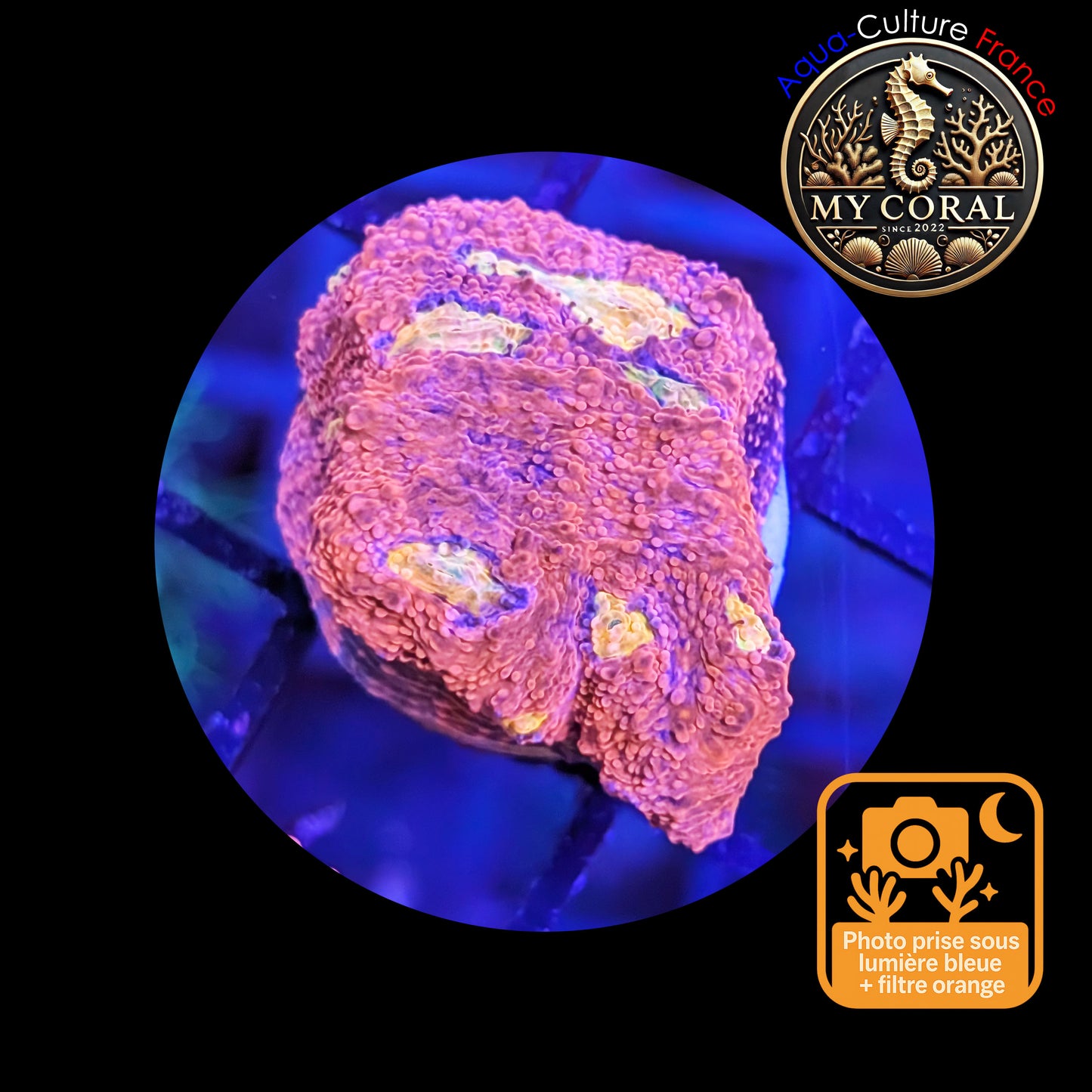 Echinophyllia de Culture WYSIWYG - Pink Yellow Eye- ECPYE102