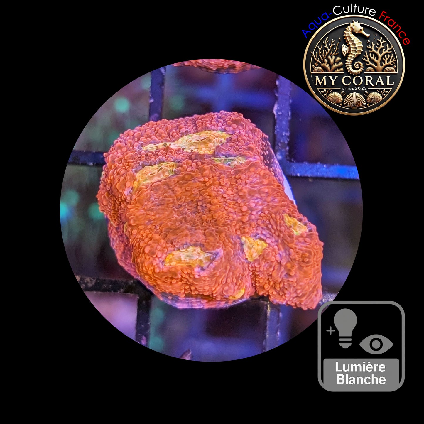 Echinophyllia de Culture WYSIWYG - Pink Yellow Eye- ECPYE102