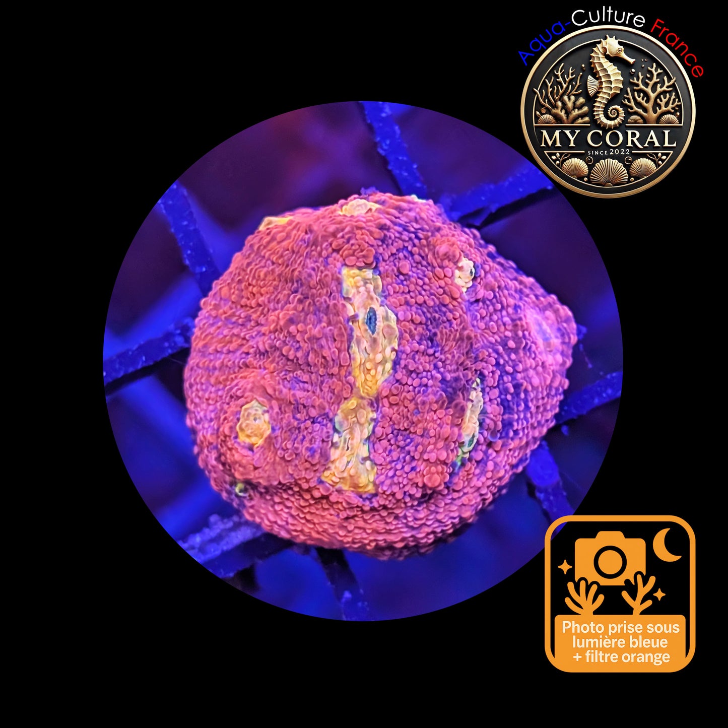 Echinophyllia de Culture WYSIWYG - Pink Yellow Eye- ECPYE105