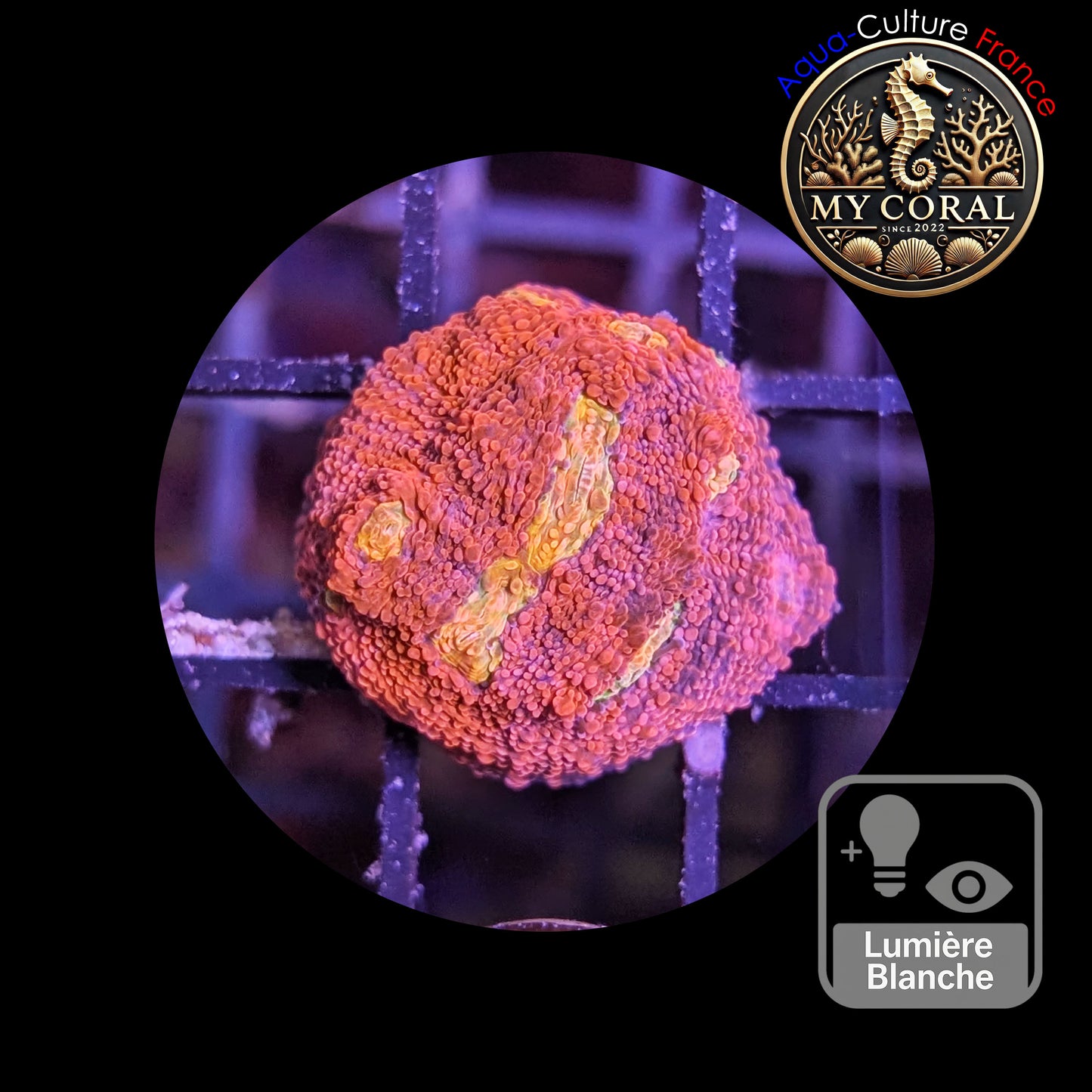 Echinophyllia de Culture WYSIWYG - Pink Yellow Eye- ECPYE105