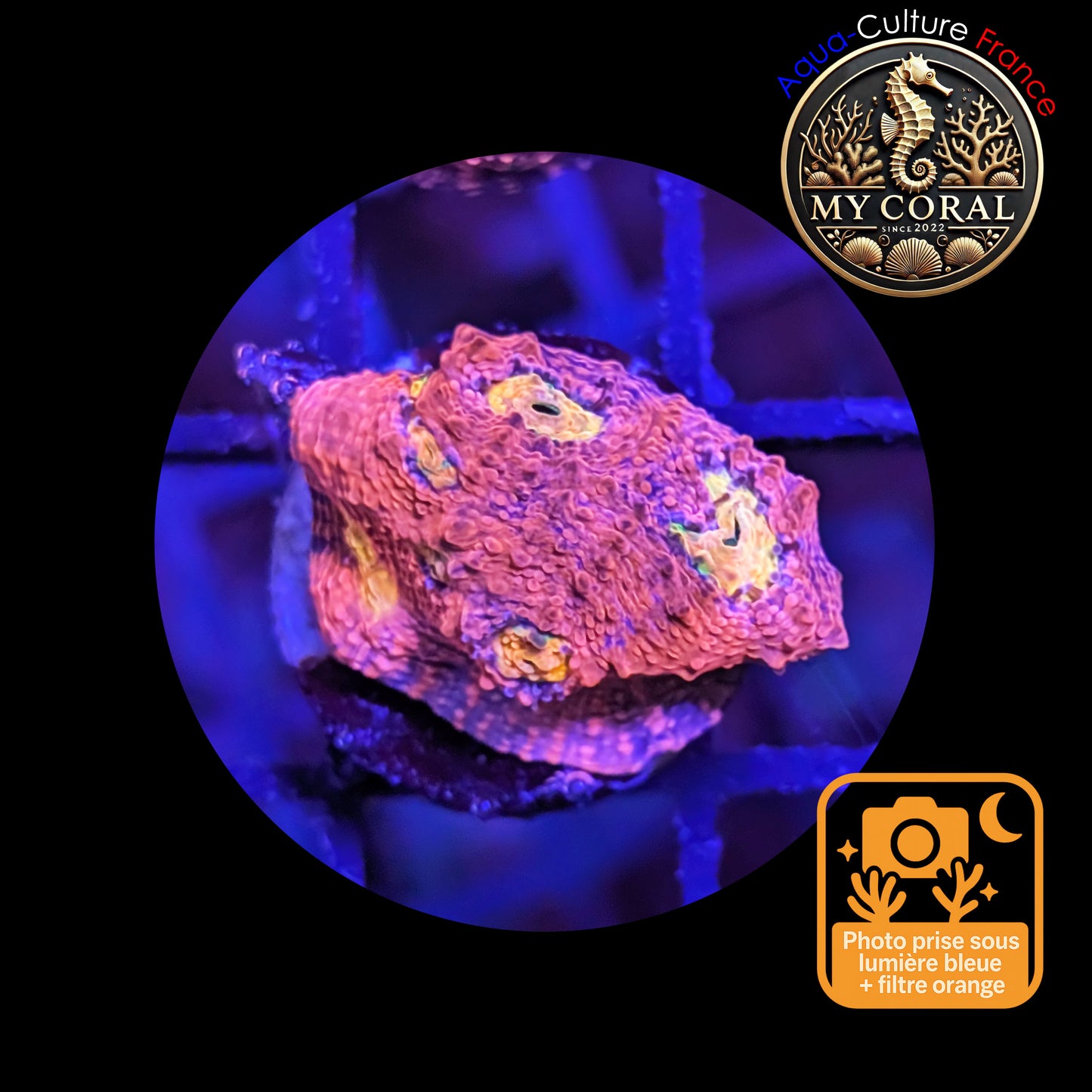 Echinophyllia de Culture WYSIWYG - Pink Yellow Eye- ECPYE106