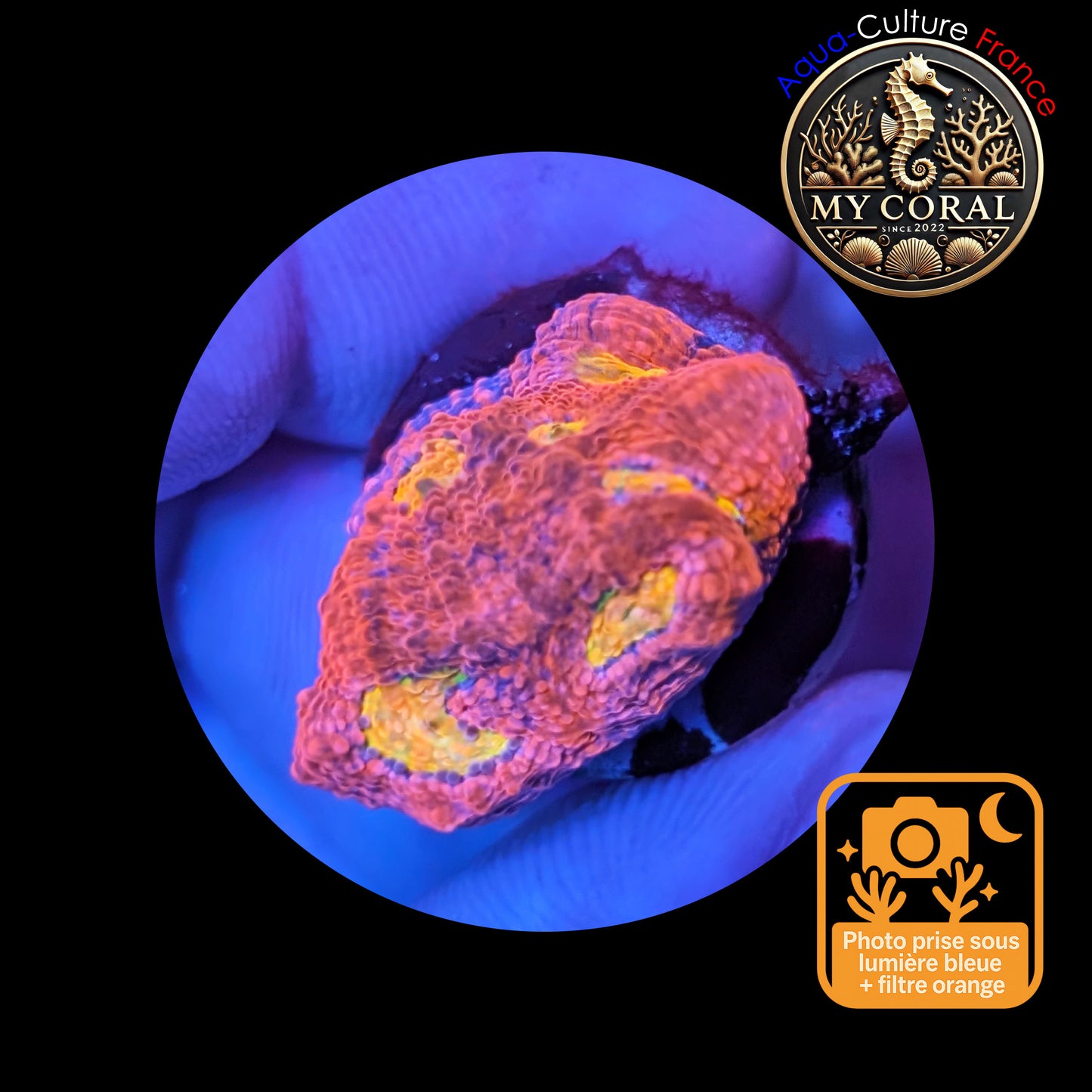 Echinophyllia de Culture WYSIWYG - Pink Yellow Eye- ECPYE106
