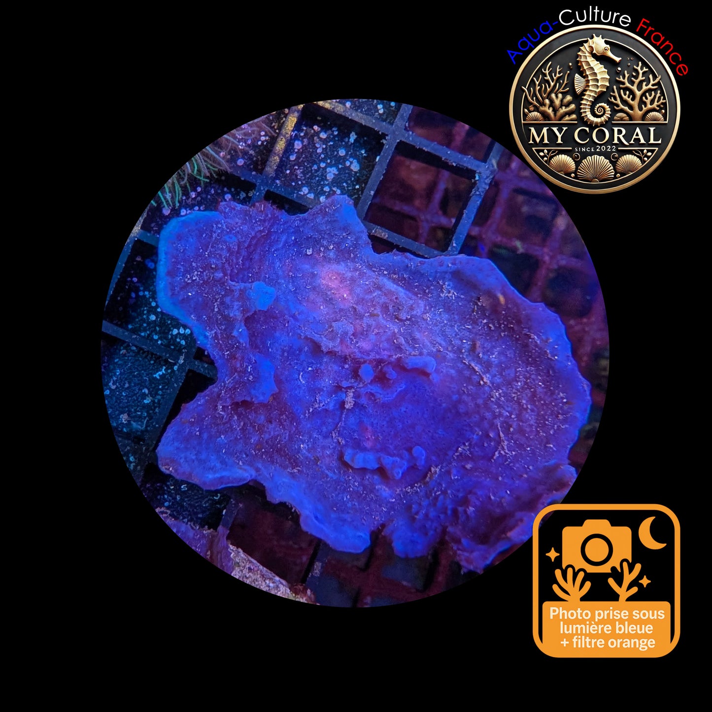 Coraux mous de Culture WYSIWYG - Eponge Purple - Collospongia Auris EP105
