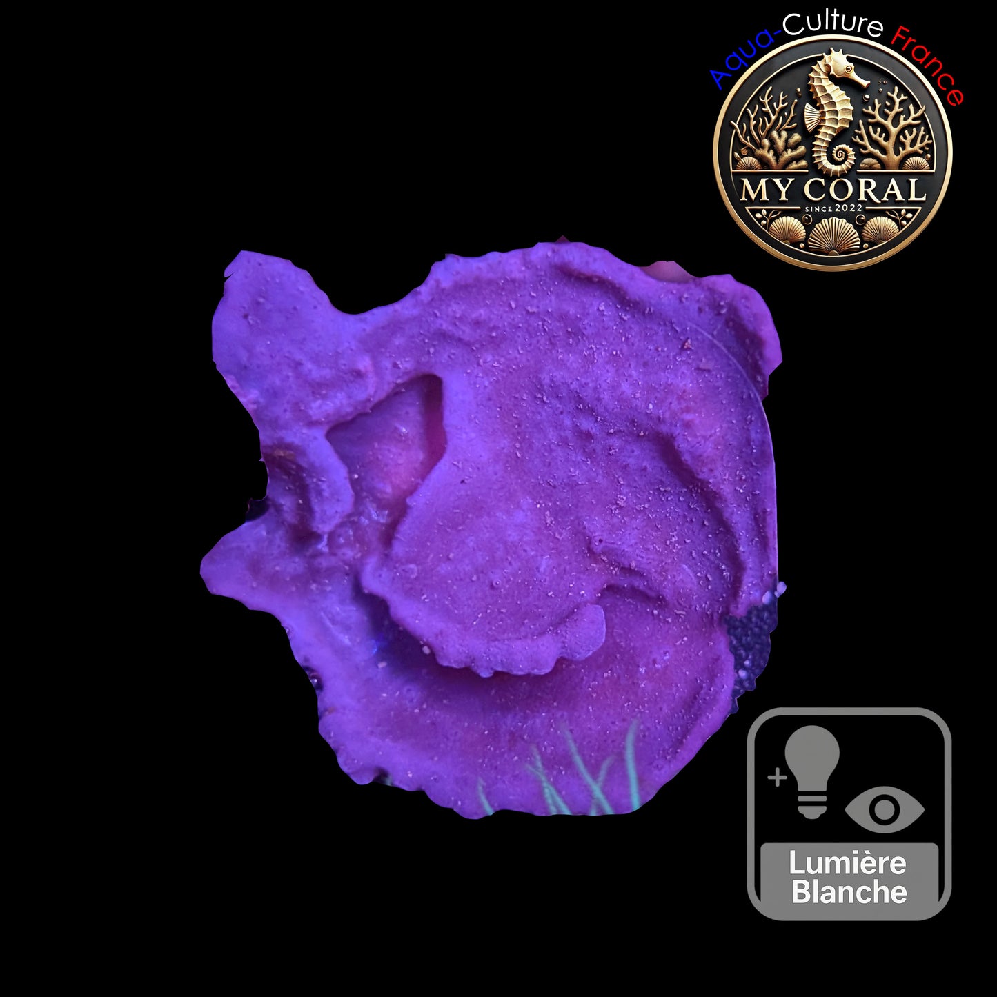 Coraux mous de Culture WYSIWYG - Eponge Purple - Collospongia Auris EP107