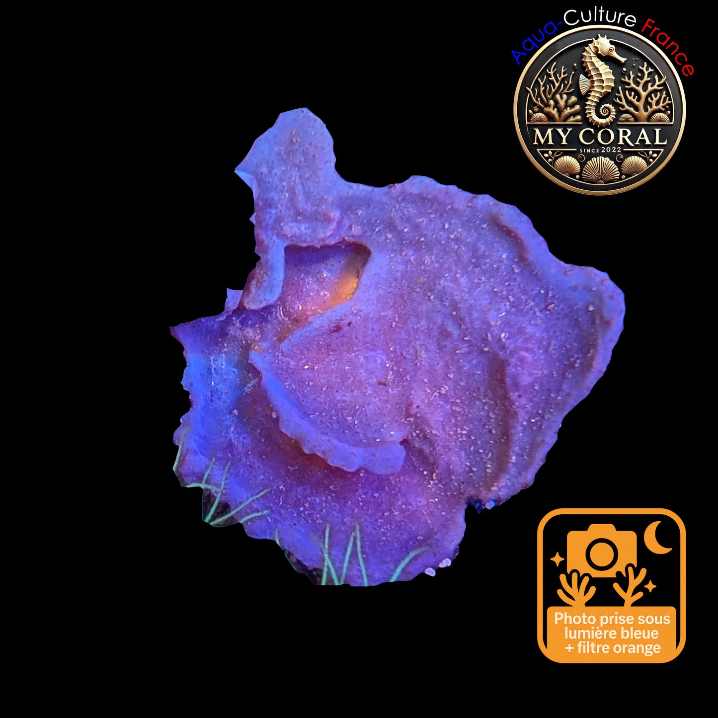 Coraux mous de Culture WYSIWYG - Eponge Purple - Collospongia Auris EP107