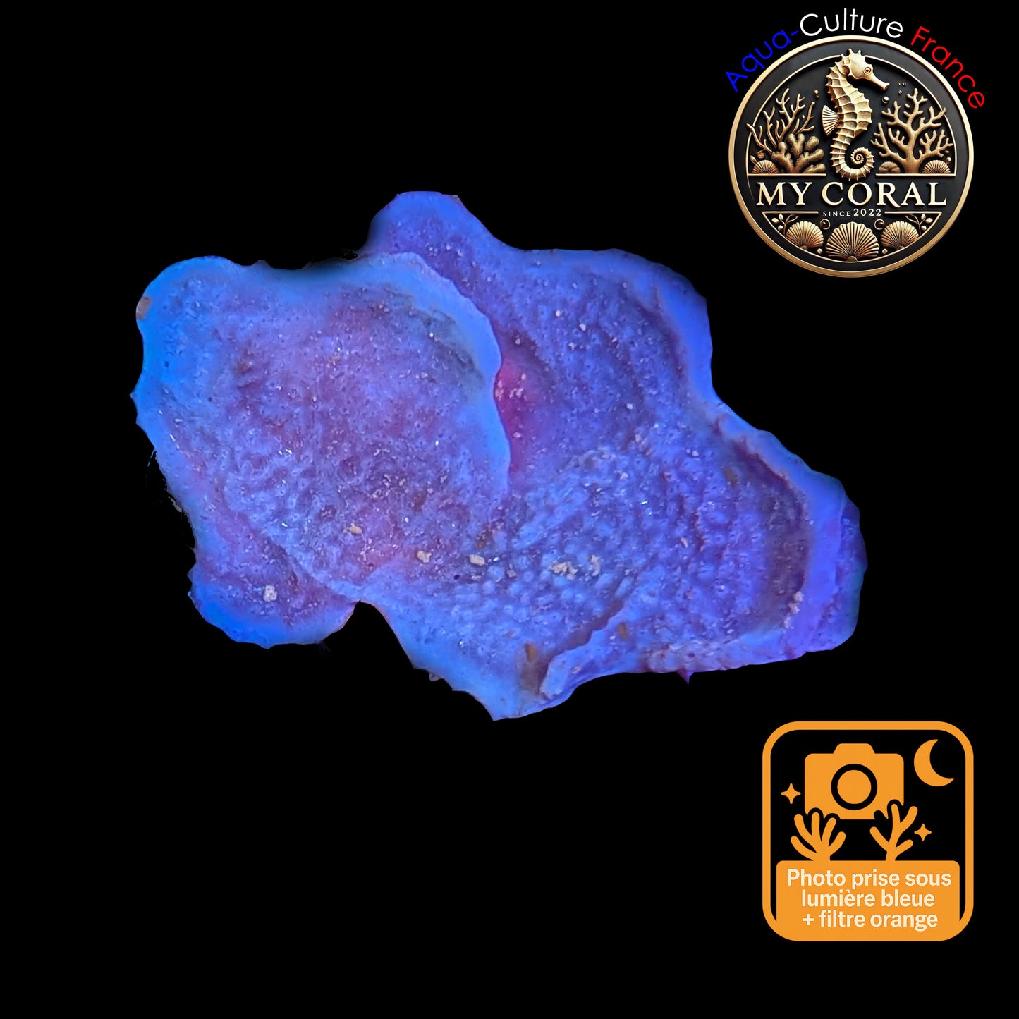 Coraux mous de Culture WYSIWYG - Eponge Purple - Collospongia Auris EP108