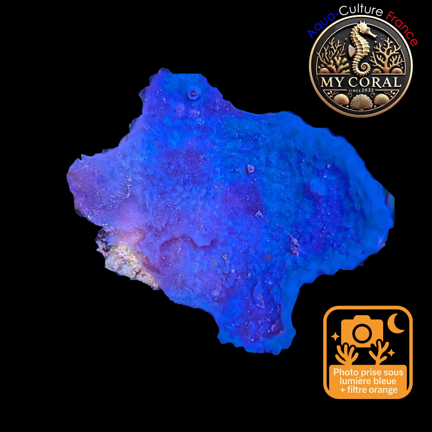 Coraux mous de Culture WYSIWYG - Eponge Purple - Collospongia Auris EP109