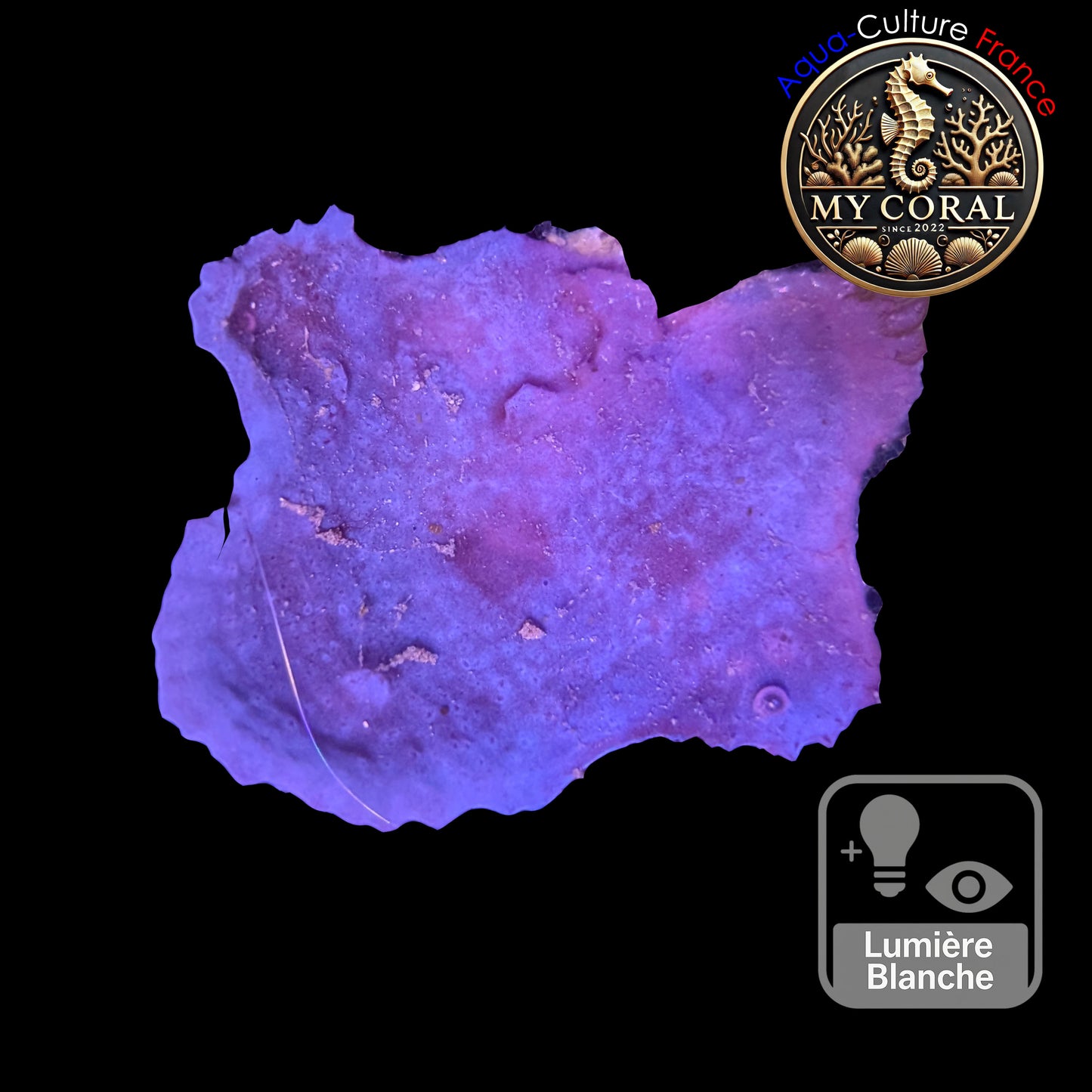 Coraux mous de Culture WYSIWYG - Eponge Purple - Collospongia Auris EP109
