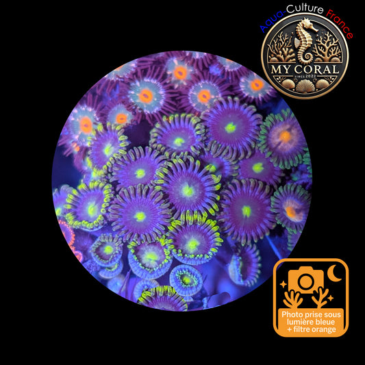 Zoanthus de Culture WYSIWYG - SP Green - ZSPGR101