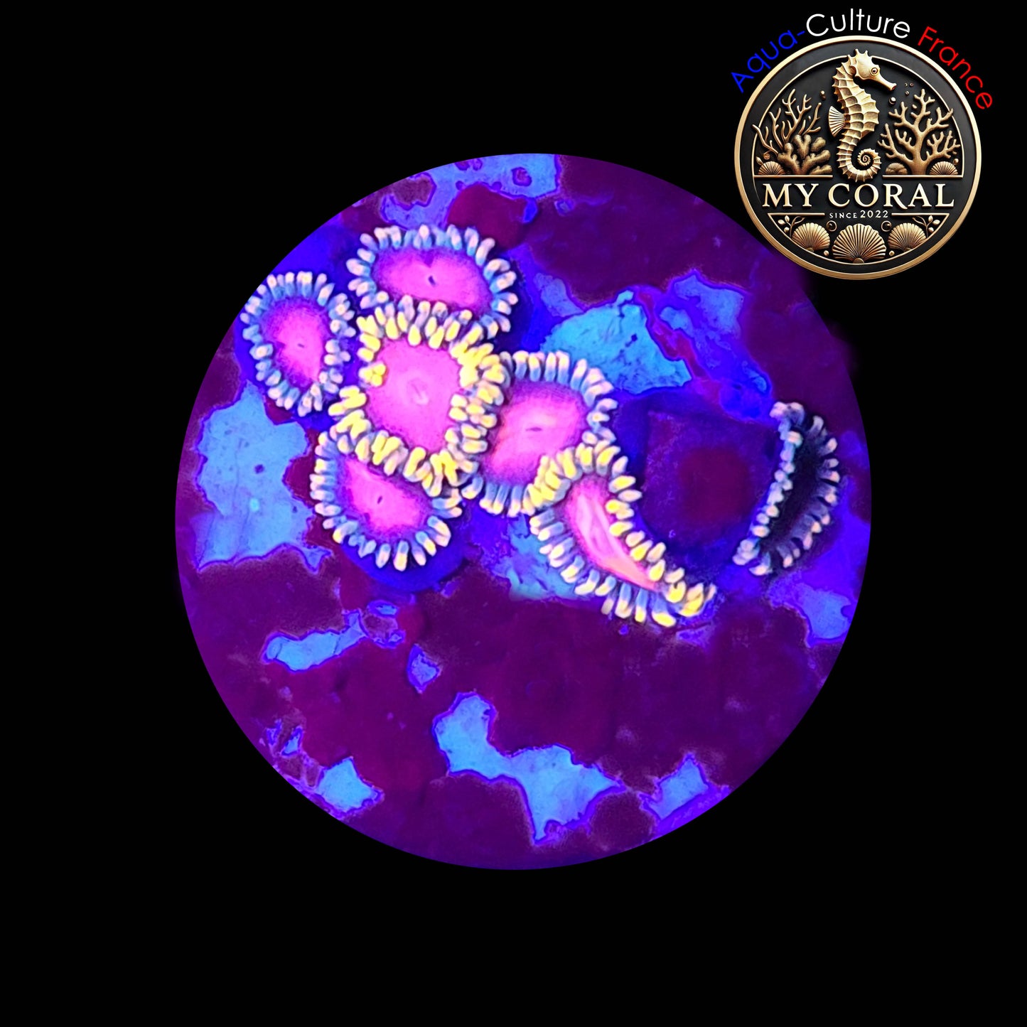 Zoanthus de Culture WYSIWYG - KH Sunburst ZKHS034