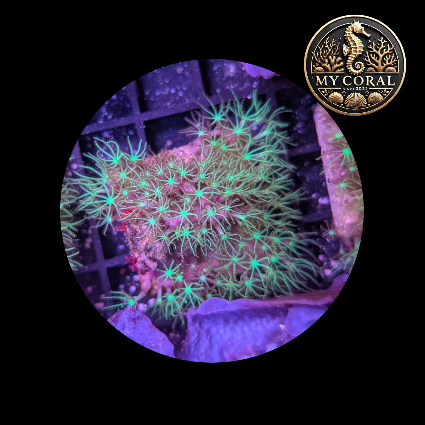 Coraux mous de Culture WYSIWYG - Pachyclavularia Violacea Green 4*4cm MPVG103