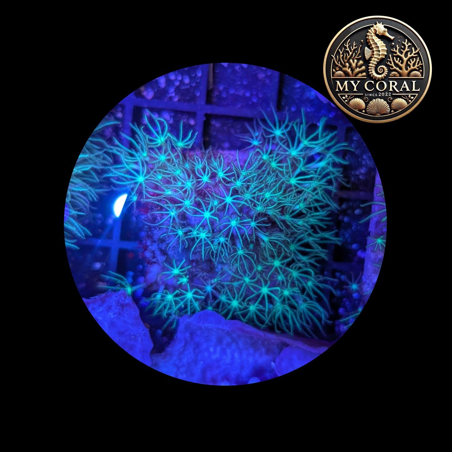 Coraux mous de Culture WYSIWYG - Pachyclavularia Violacea Green 4*4cm MPVG103