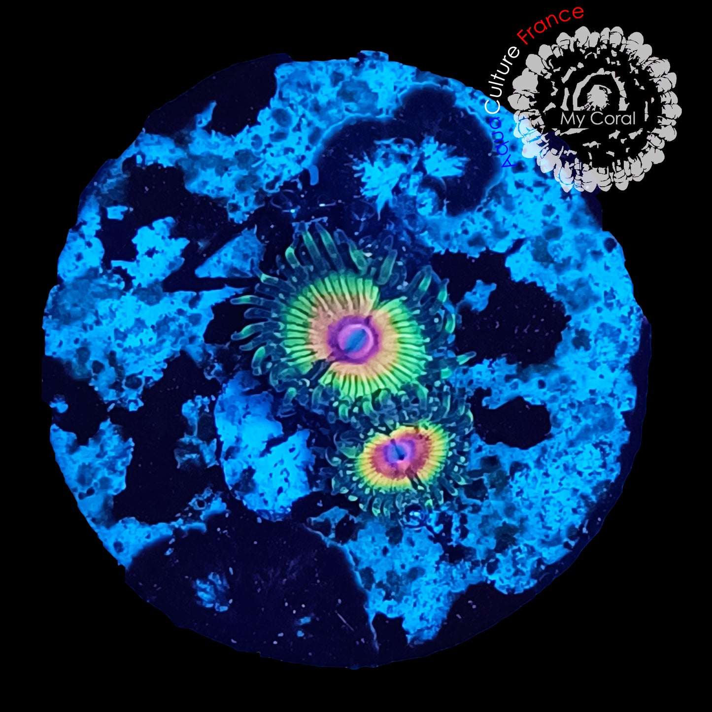 Zoanthus à la demande - Collector - Raimbow Eclipse