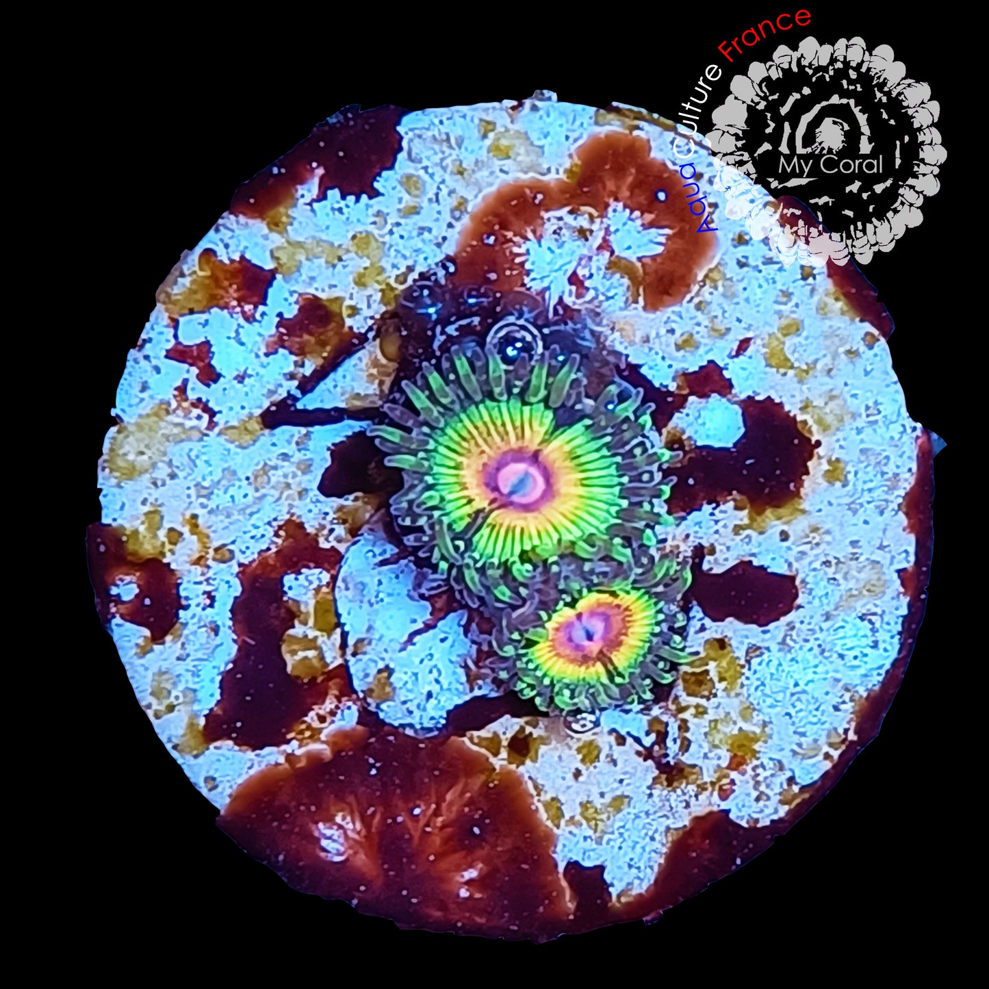 Zoanthus à la demande - Collector - Raimbow Eclipse