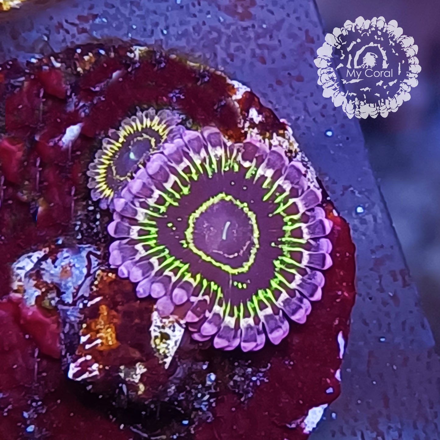 Zoanthus à la demande - Collector - Stratosphère