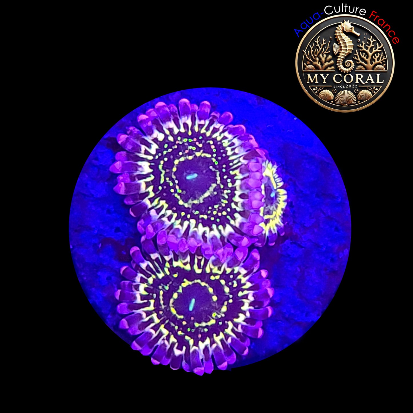 Zoanthus à la demande - Collector - Stratosphère