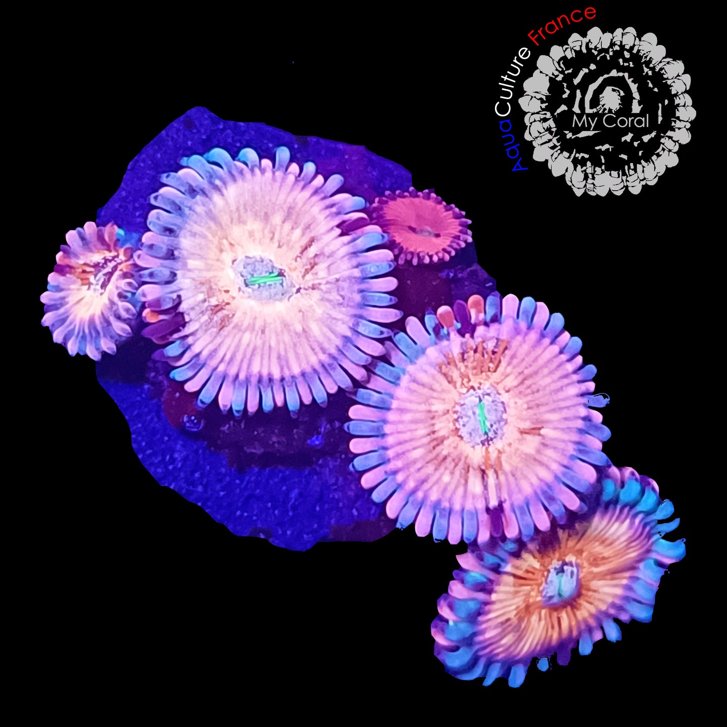 Zoanthus à la demande - Séduction