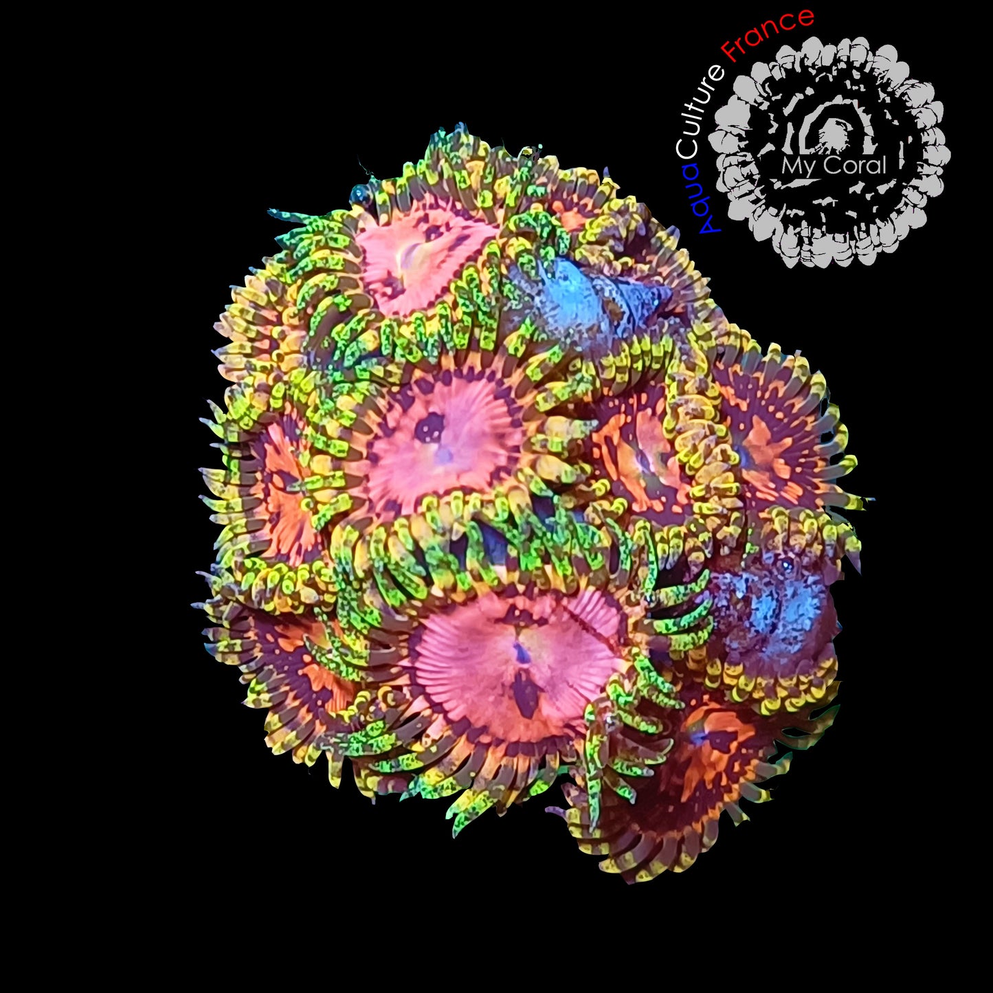 Zoanthus à la demande - BigR Space Chaos