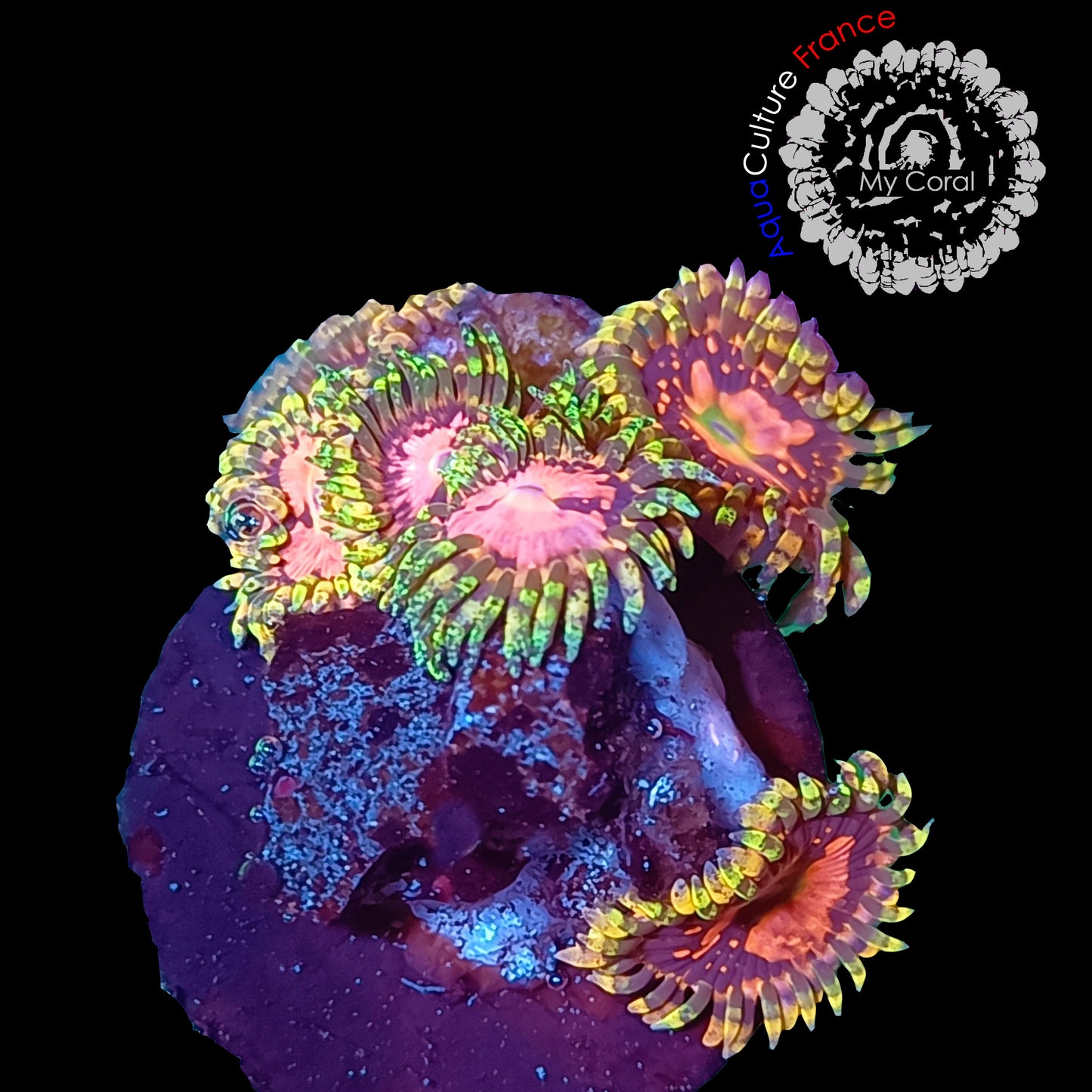 Zoanthus à la demande - BigR Space Chaos