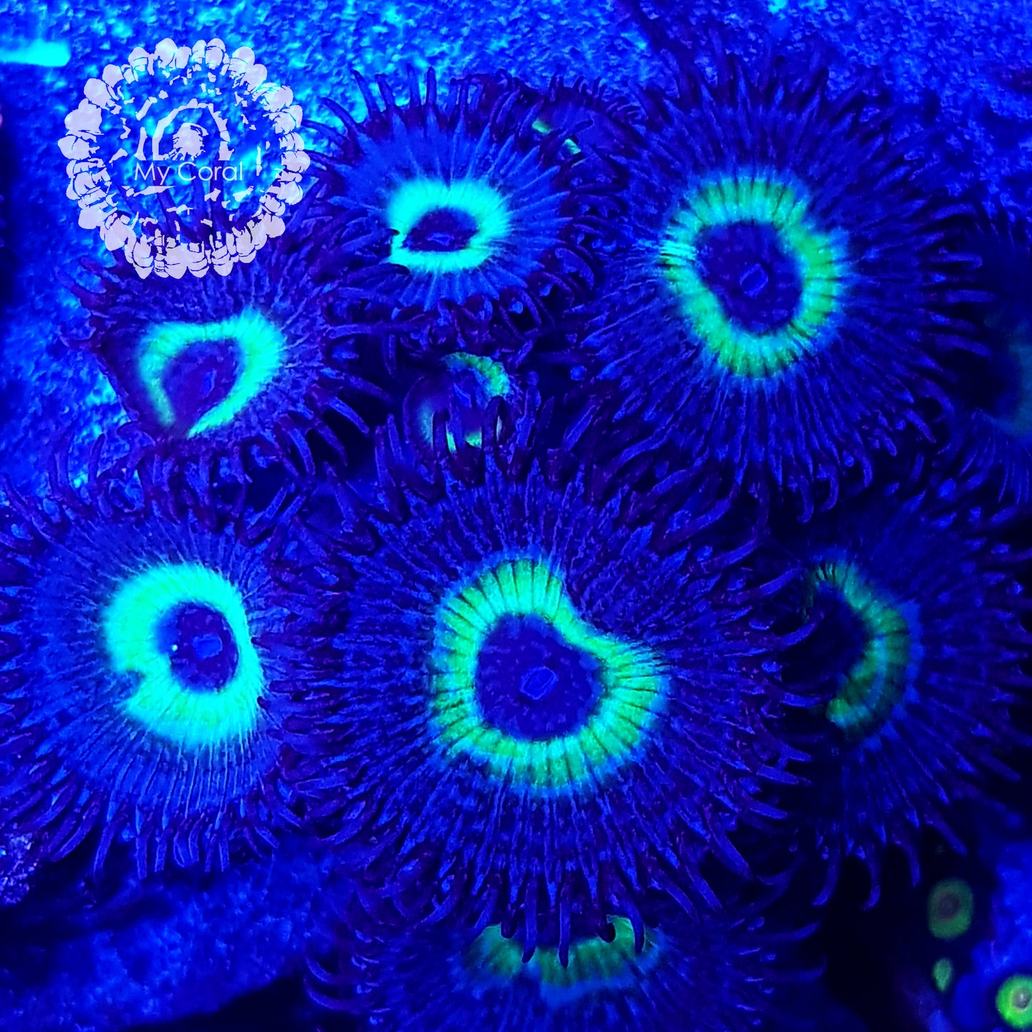 Zoanthus à la demande - (Palythoa) MindBlowing