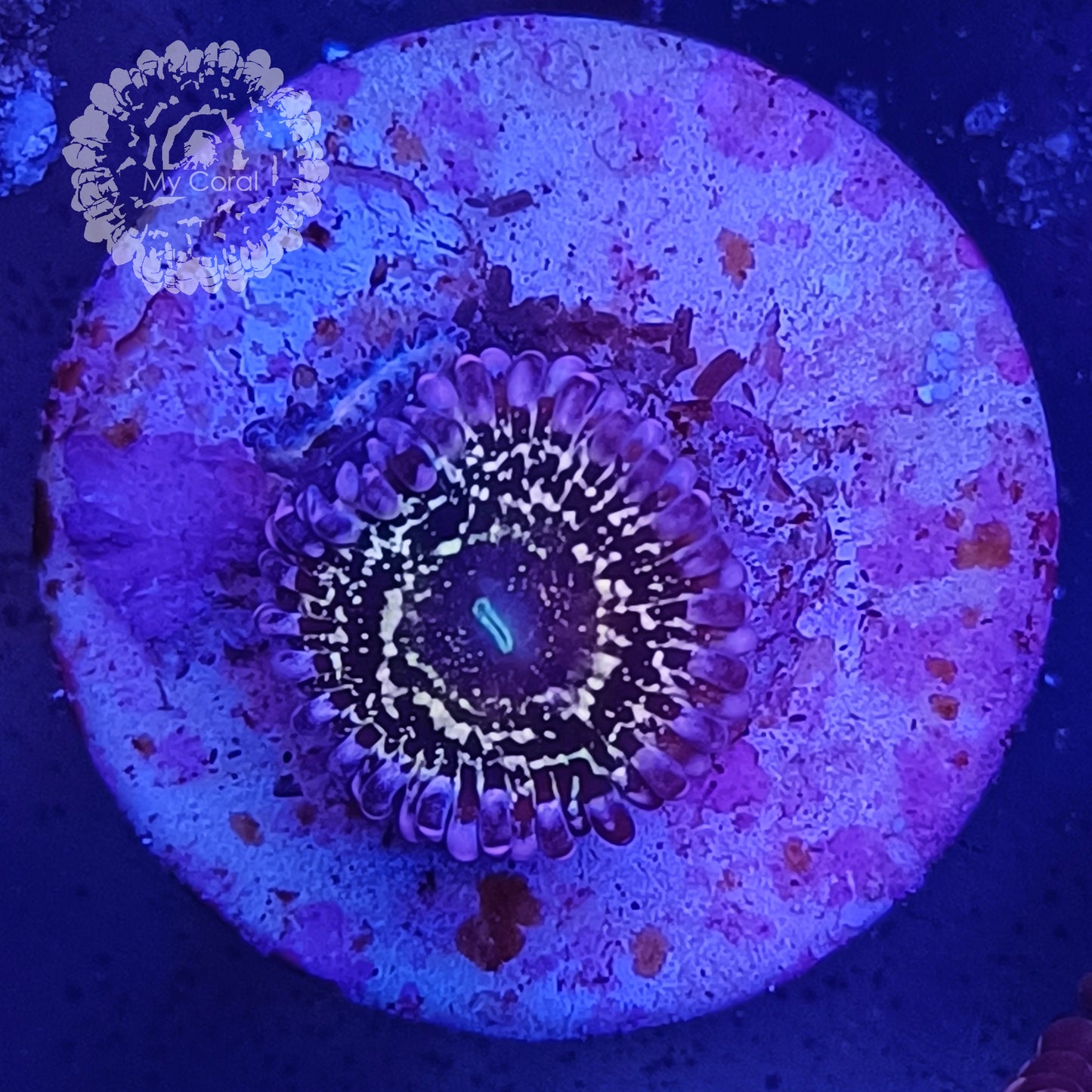 Zoanthus à la demande - Collector - Stratosphère