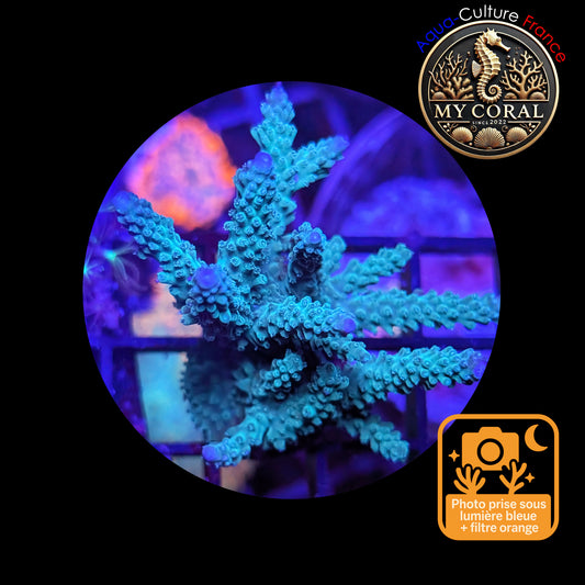 Acropora de Culture WYSIWYG - Formosa Bleu AF101