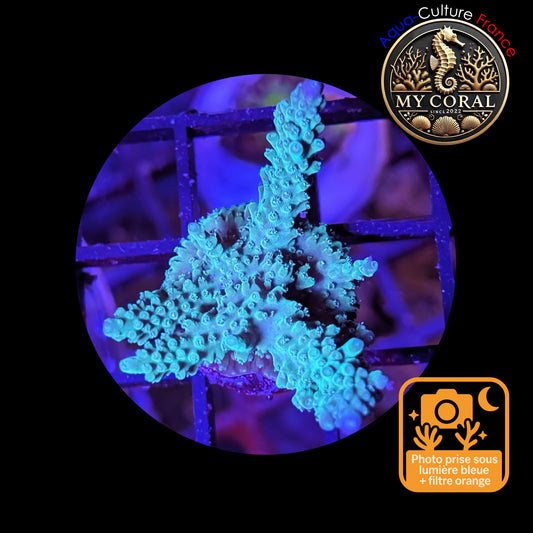 Acropora de Culture WYSIWYG - Formosa Bleu AF102