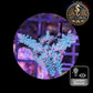 Acropora de Culture WYSIWYG - Formosa Bleu AF102