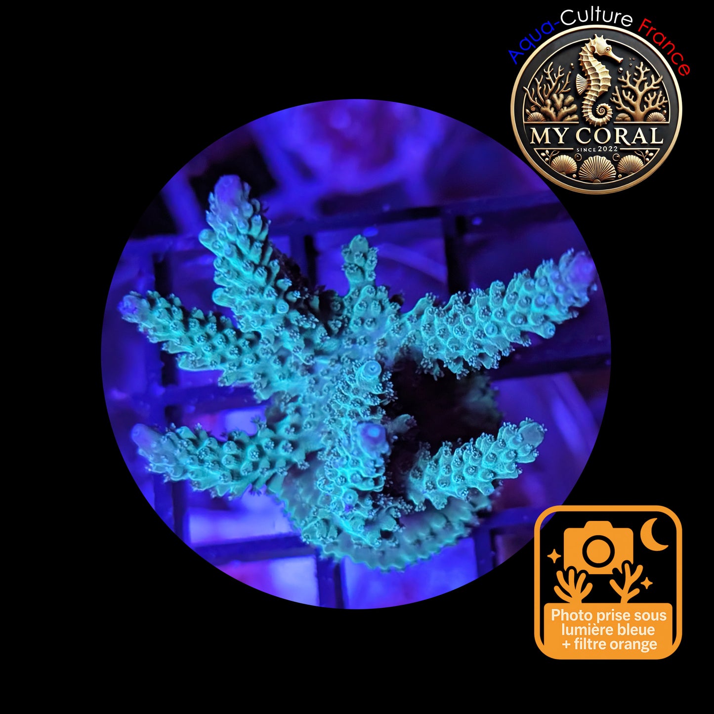 Acropora de Culture WYSIWYG - Formosa Bleu AF103