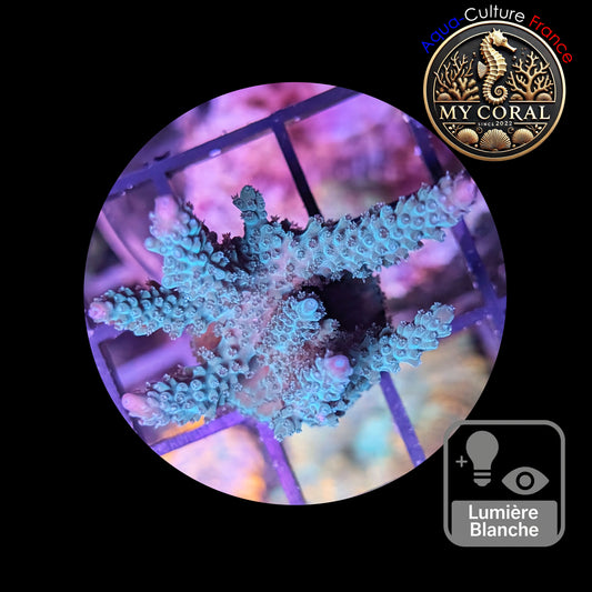 Acropora de Culture WYSIWYG - Formosa Bleu AF103