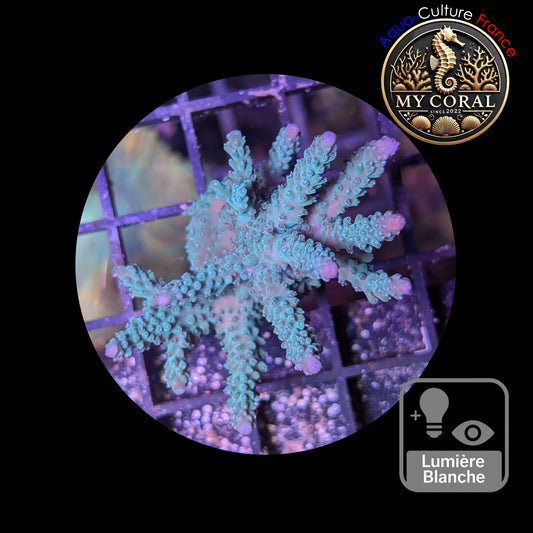 Acropora de Culture WYSIWYG - Formosa Bleu AF104