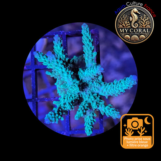 Acropora de Culture WYSIWYG - Formosa Bleu AF105