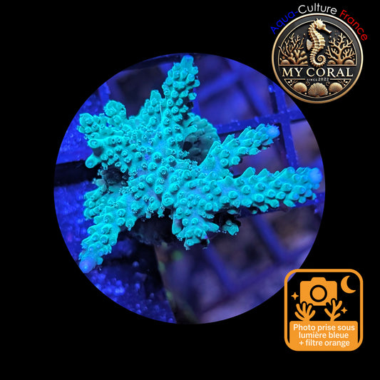 Acropora de Culture WYSIWYG - Formosa Bleu AF106