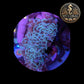 Euphyllia de MariCulture WYSIWYG- Ancora - Multicolor XL (+10cm) EAM002