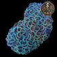 Euphyllia de MariCulture WYSIWYG- Ancora - Multicolor XL (+10cm) EAM002