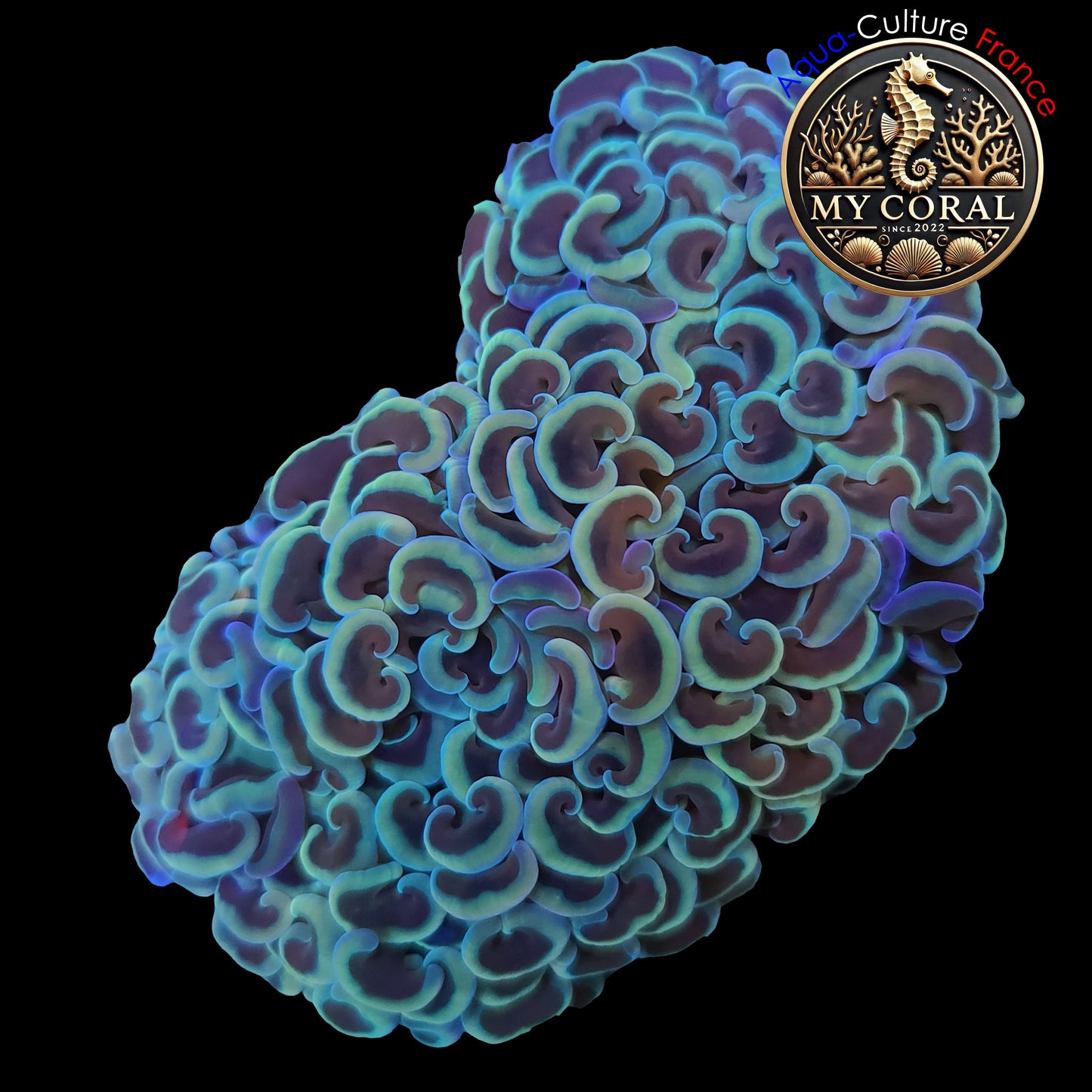 Euphyllia de MariCulture WYSIWYG- Ancora - Multicolor XL (+10cm) EAM002