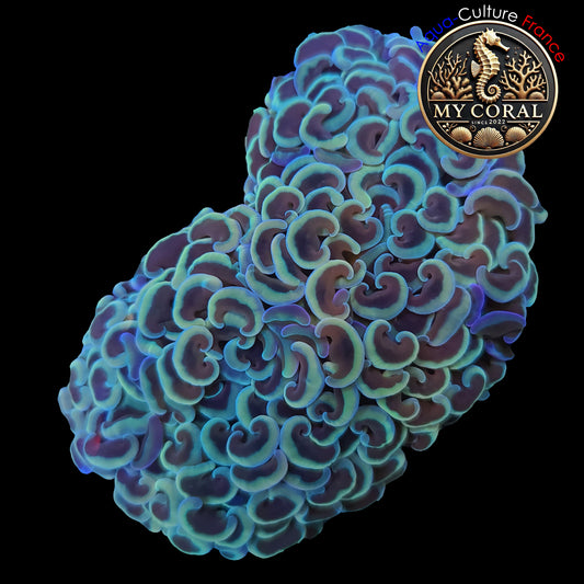 Euphyllia de MariCulture WYSIWYG- Ancora - Multicolor XL (+10cm) EAM002