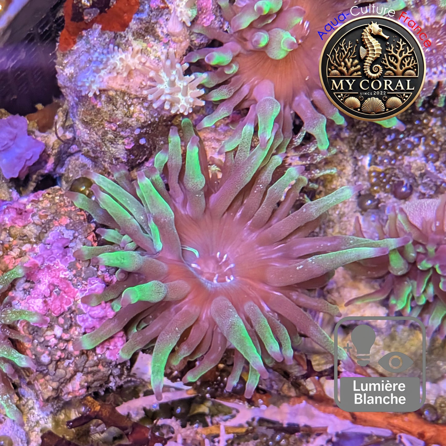 Anémone de Culture WYSIWYG -  Entacmea Quadricolor green 6-8 cm AEQG070