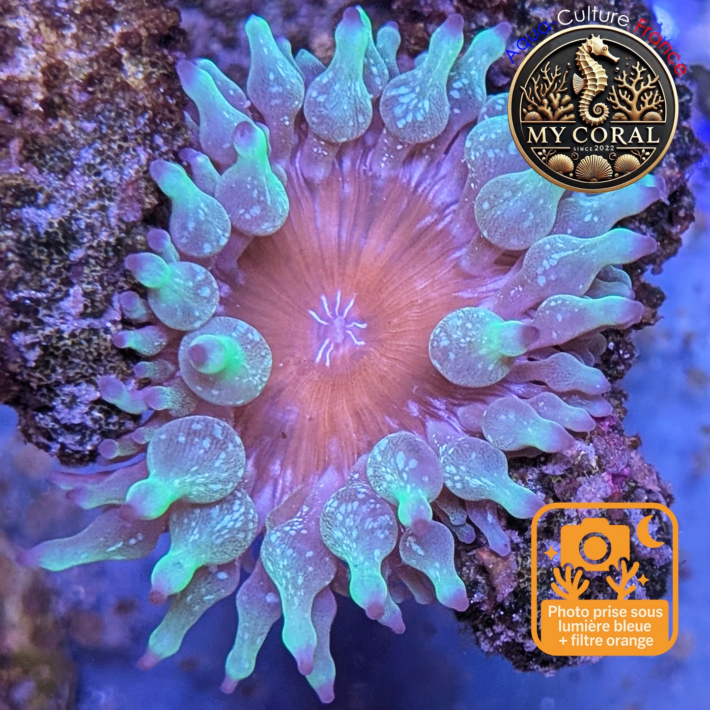 Anémone de Culture WYSIWYG -  Entacmea Quadricolor green 6-8 cm AEQG1