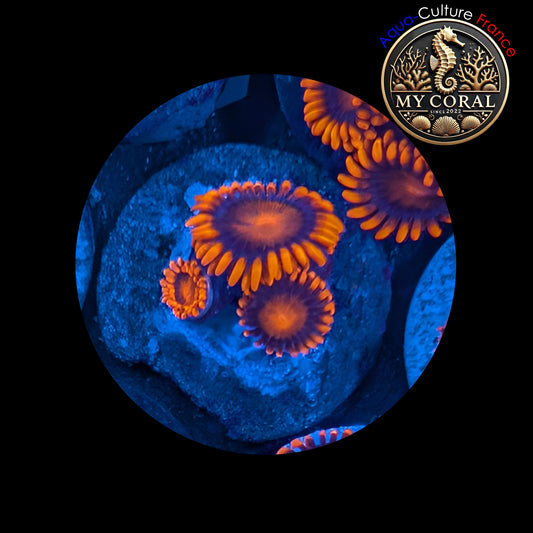 Zoanthus de Culture WYSIWYG - ORANGE BAM BAM - ZBB105