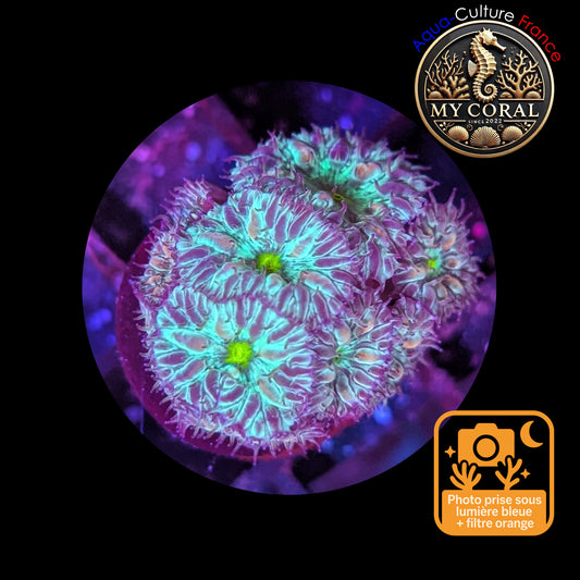 Blastomussa de Culture WYSIWYG - Green Joker Merletti  - BMGJ104