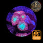 Blastomussa de Culture WYSIWYG - Pink & Green  - BMPG101